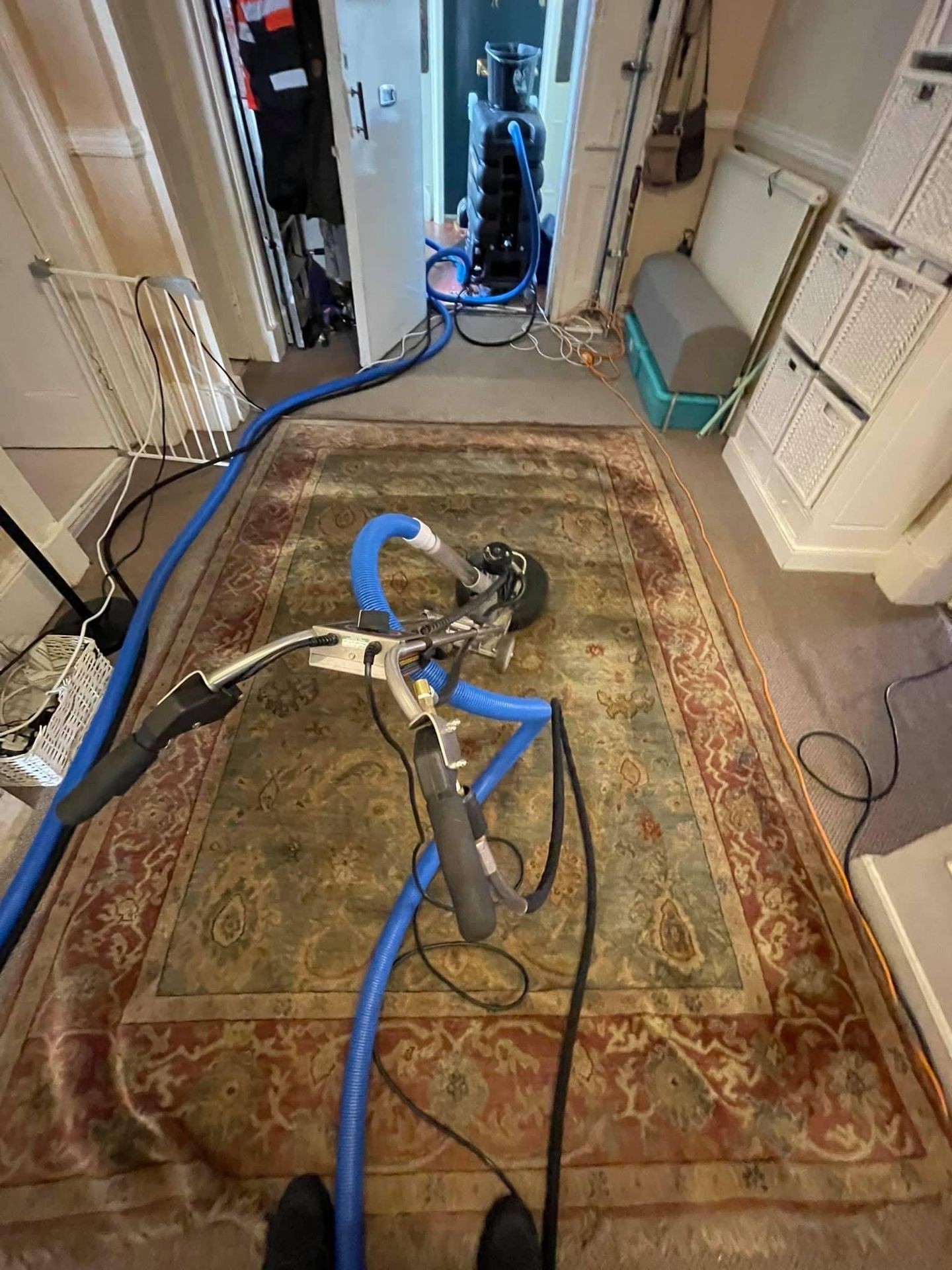 Rug pet stain and odour removal Glasgow rug cleaner Glasgow 