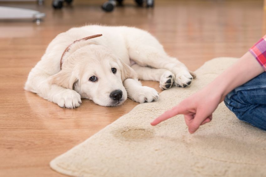 Pet urine odour removal Glasgow 